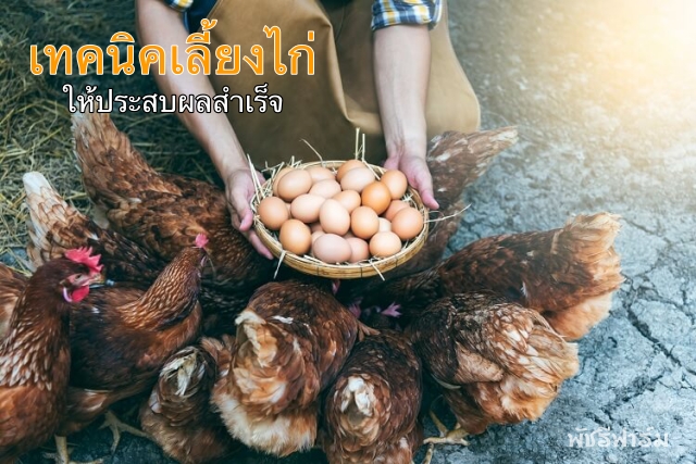 ต้องอ่าน! เลี้ยงไก่ให้ประสบผลสำเร็จ